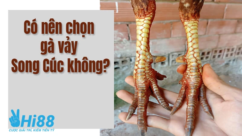 Cách lựa chọn vảy song cúc tốt thông qua dạng vảy