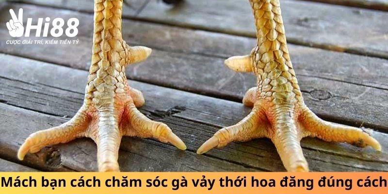 Cách chăm sóc gà vảy thới hoa đăng đúng cách