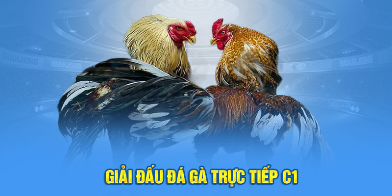 Giải đấu đá gà trực tiếp C1