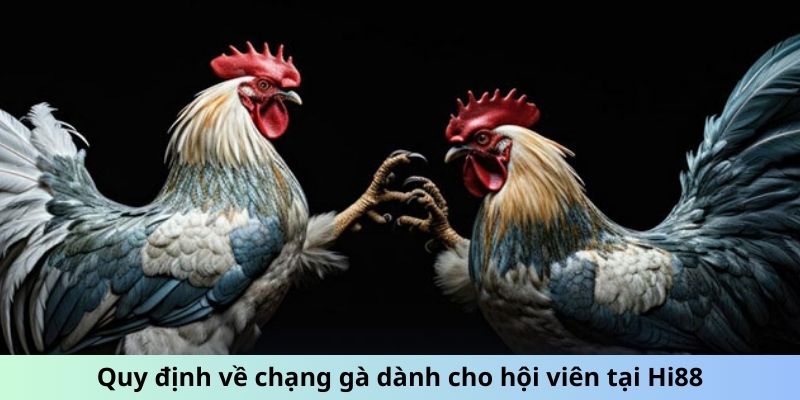 Quy định về chạng gà dành cho hội viên tại Hi88