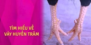 Giới thiệu đôi nét về vảy huyền trâm